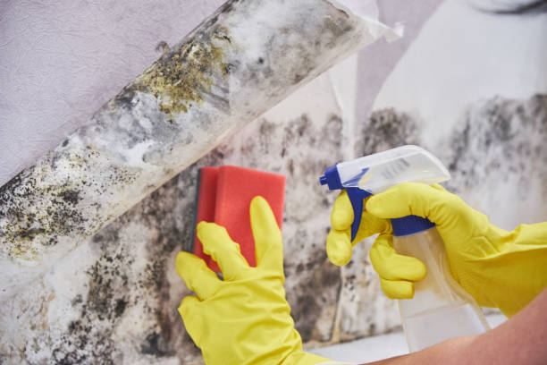 Best Mold Prevention Services in Battlefield, MO